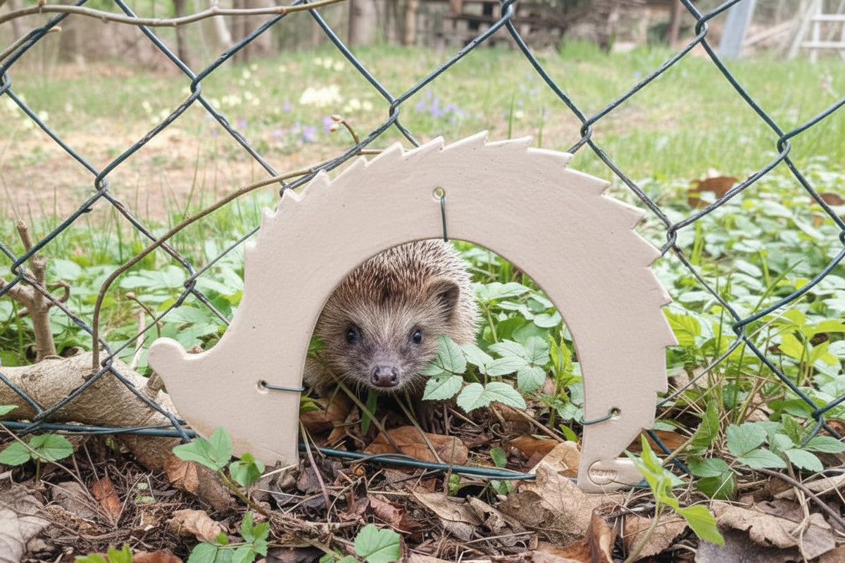 Igel und Vögel